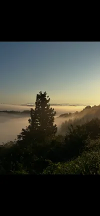 ペット